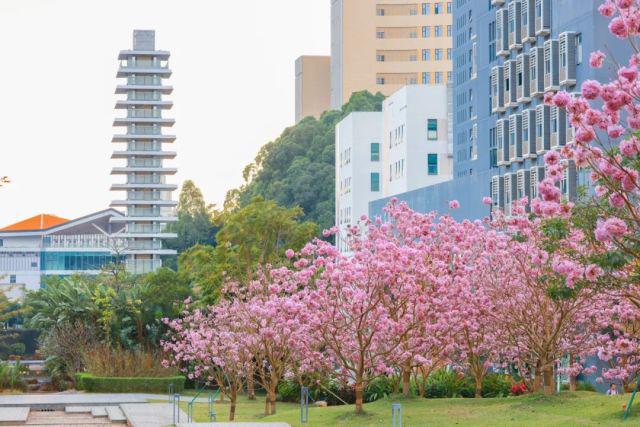 香港中文大学（深圳）升学就业怎么样？国际名校升学比例近八成！(图3)